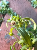 A photograph of the species Chaenorhinum minus, not of this specimen