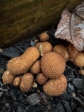 A photograph of the species Lycoperdon perlatum, not of this specimen