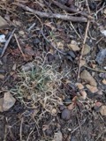 A photograph of the species Danthonia spicata, not of this specimen