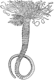 A photograph of the species Amphitrite ornata, not of this specimen
