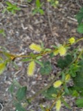 A photograph of the species Salix lucida, not of this specimen