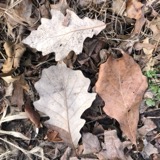 A photograph of the species Quercus bicolor, not of this specimen