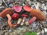 A photograph of the species Boletus frostii, not of this specimen