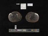 A photograph of the species Megalonaias gigantea, not of this specimen