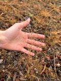 A photograph of the species Alisma subcordatum, not of this specimen