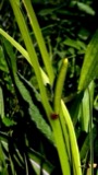A photograph of the species Acorus calamus, not of this specimen