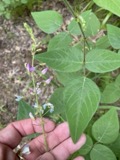 A photograph of the species Desmodium canescens, not of this specimen