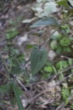 A photograph of the species Gentianella quinquefolia, not of this specimen