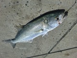 A photograph of the species Pomatomus saltatrix, not of this specimen