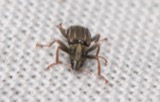 A photograph of the species Stenelmis sexlineata, not of this specimen