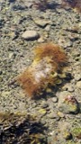 A photograph of the species Chordaria flagelliformis, not of this specimen