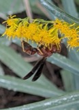 A photograph of the species Polistes fuscatus, not of this specimen