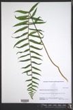 A photograph of the species Diplazium pycnocarpon, not of this specimen