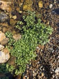 A photograph of the species Nasturtium officinale, not of this specimen
