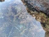 A photograph of the species Spyridia filamentosa, not of this specimen