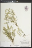 A photograph of the species Leptamnium virginianum, not of this specimen