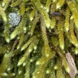 A photograph of the species Bryoandersonia illecebra, not of this specimen