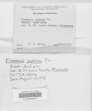 A photograph of the species Flammula sapinea, not of this specimen