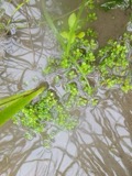 A photograph of the species Elatine americana, not of this specimen