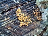 A photograph of the species Bisporella pallescens, not of this specimen