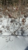 A photograph of the species Rhododendron canadense, not of this specimen