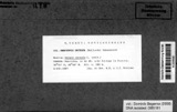 A photograph of the species Urocystis occulta, not of this specimen