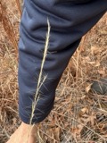 A photograph of the species Aristida purpurascens, not of this specimen