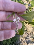 A photograph of the species Persicaria pensylvanica, not of this specimen