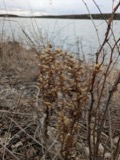 A photograph of the species Halenia deflexa, not of this specimen