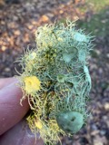 A photograph of the species Usnea florida, not of this specimen