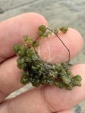 A photograph of the species Nitella tenuissima, not of this specimen