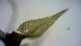 A photograph of the species Amblystegium serpens, not of this specimen