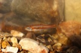 A photograph of the species Clinostomus funduloides, not of this specimen