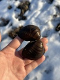A photograph of the species Fusconaia flava, not of this specimen