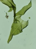 A photograph of the species Anomodon viticulosus, not of this specimen