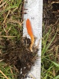 A photograph of the species Cordyceps militaris, not of this specimen