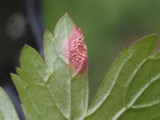 A photograph of the species Puccinia polygoni-amphibii, not of this specimen