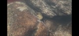A photograph of the species Cryptobranchus alleganiensis, not of this specimen