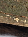 A photograph of the species Perenniporia ohiensis, not of this specimen
