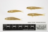 A photograph of the species Notropis deliciosus, not of this specimen