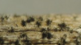 A photograph of the species Alternaria Nees, not of this specimen