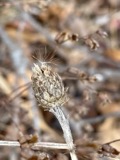 A photograph of the species Centaurea nigrescens, not of this specimen