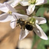 A photograph of the species Andrena arabis, not of this specimen