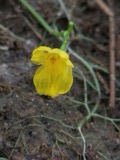 A photograph of the species Utricularia gibba, not of this specimen