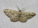 A photograph of the species Anavitrinella pampinaria, not of this specimen