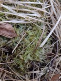 A photograph of the species Chiloscyphus pallescens, not of this specimen
