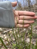 A photograph of the species Oryzopsis asperifolia, not of this specimen