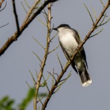 A photograph of the species Tyrannus tyrannus, not of this specimen