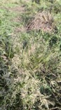 A photograph of the species Eragrostis pectinacea, not of this specimen
