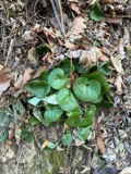 A photograph of the species Asarum L., not of this specimen